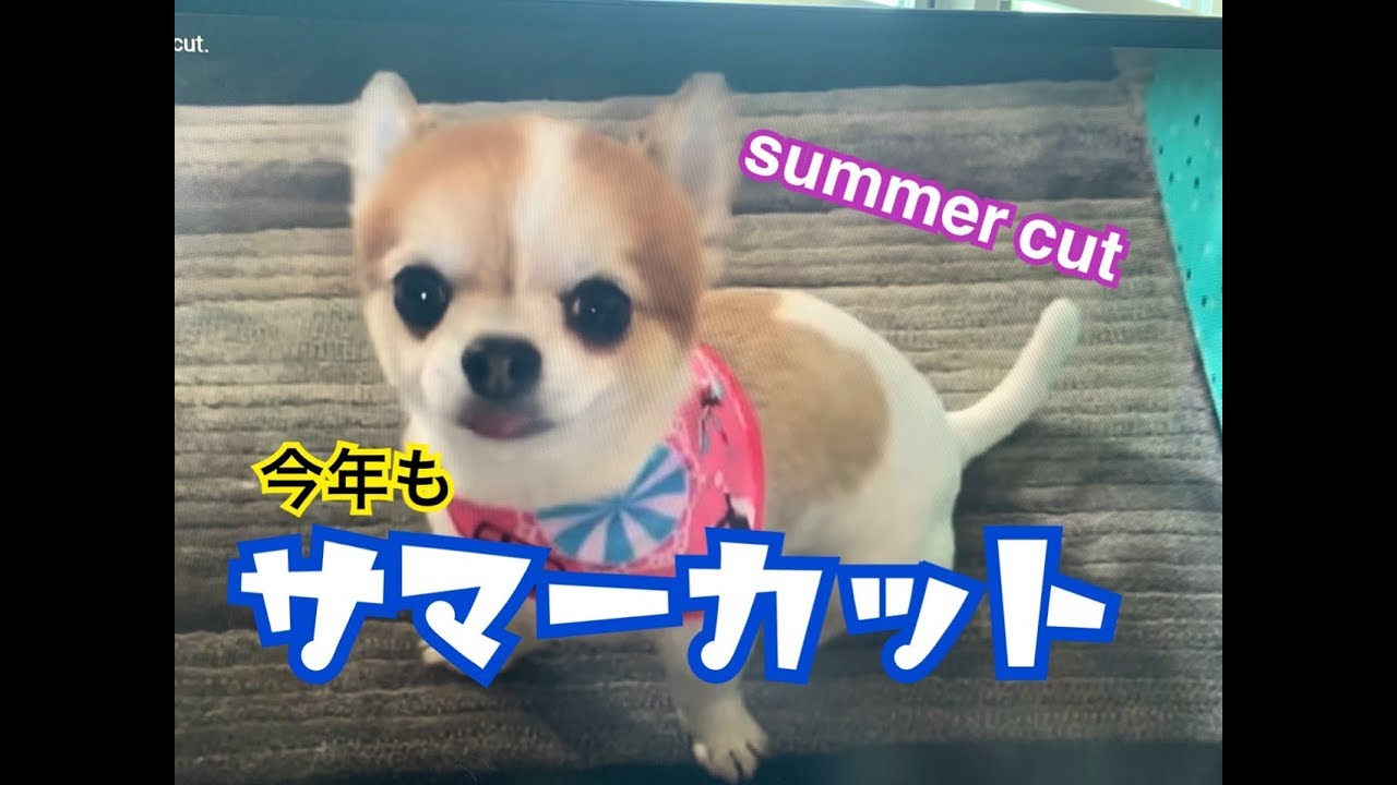 チワワのカット トリミング動画がかわいい 動画 雑貨 グッズまとめ