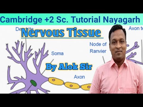 Nervous tissue - YouTube