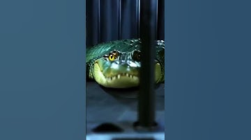Thumbnail of BOMBARDINO CROCODILO FUNK
