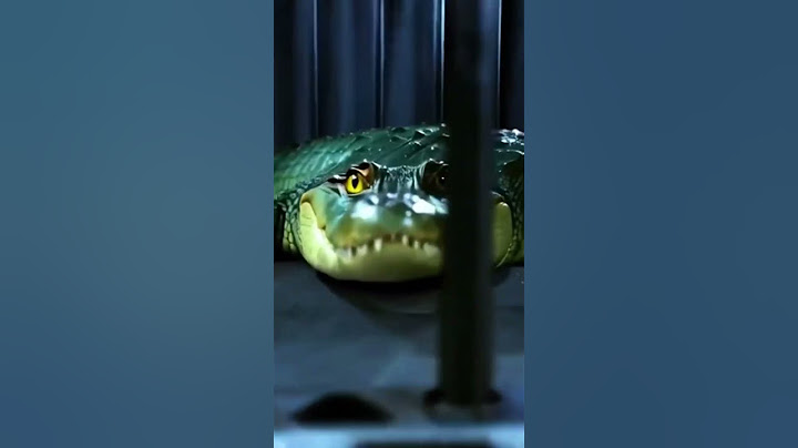 BOMBARDINO CROCODILO FUNK