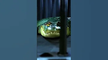 BOMBARDINO CROCODILO FUNK 