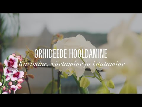 Video: Cymbidium Orchid: kirjeldus, omadused ja hooldus kodus