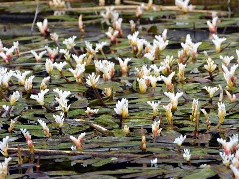 Удивительные и самые красивые цветы водного боярышника | Апоногетон дистахиос