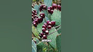Strange cactus fruit called prickly pear