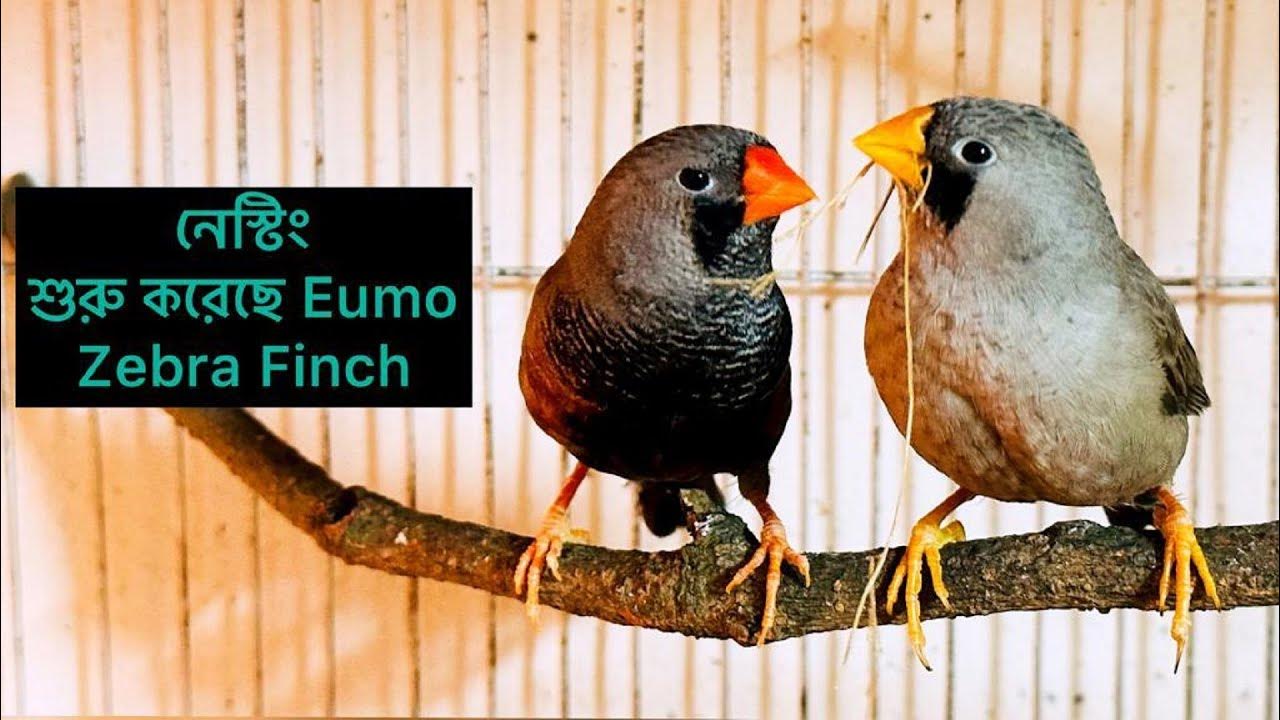 Eumo Zebra Finch নেস্টিং শুরু করেছে 🥰 How Eumo Zebra finches build