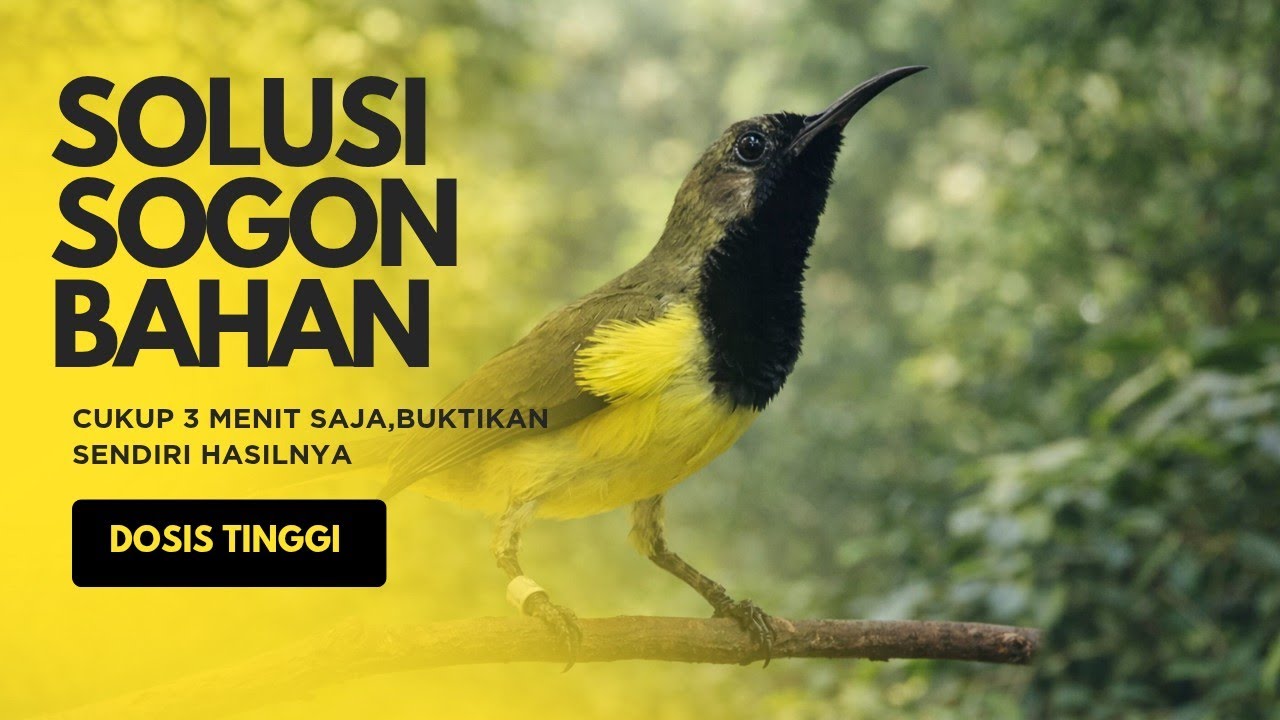 Pancingan sogon bahan || putarkan dan masalahmu selesai DOSIS TINGGI !!! 