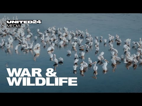 Сюжет о гибели дельфинов