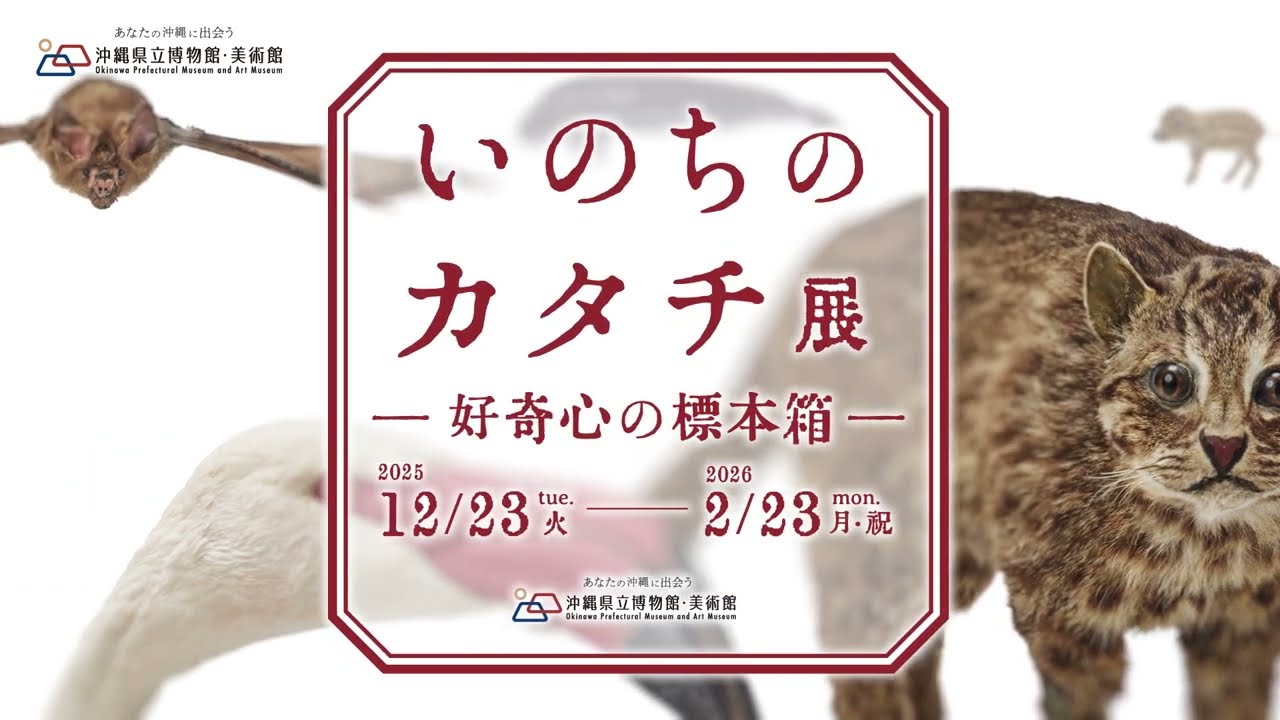 いのちのカタチ展―好奇心の標本箱― | 展覧会 | 沖縄県立博物館・美術館
