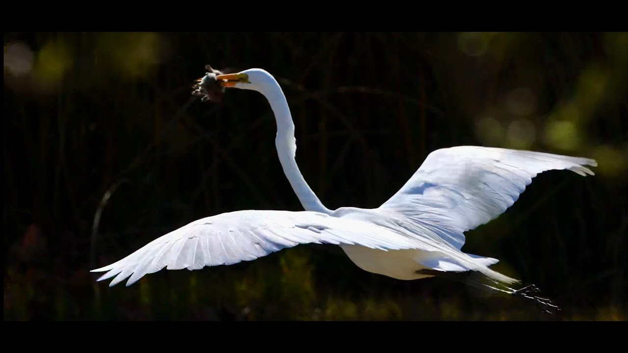 Magnificent Great Egret hunting gophers