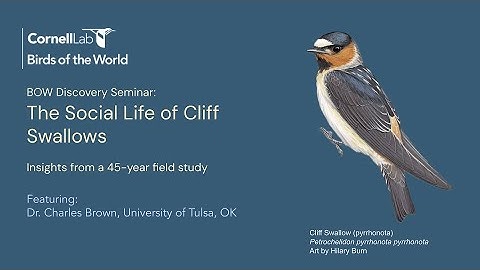 The Social Life of Cliff Swallows: Insights from a 45-year Field Study with Dr. Charles Brown