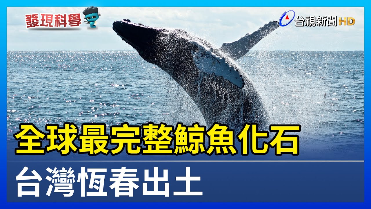 全球最完整鯨魚化石 台灣恆春出土【發現科學】