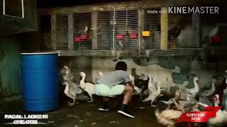 Despacito Ft. Gangnam Style