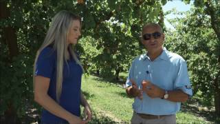 Selecting & Storing Apricots