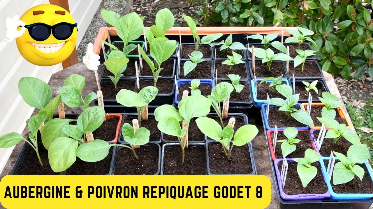 Repiquage AUBERGINES et POIVRONS mars soit 4 semaines après les semis