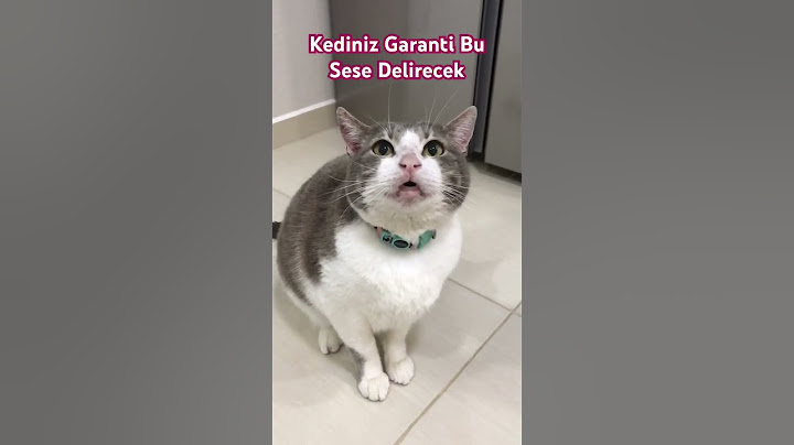 Kedinizi Çıldırtan Ses#çakıl #tekirkedi #meows