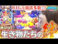 【P大海物語5】生き物たちの『絆(泡前兆)』に振り回されるビワコ!? BIGプレミアムもたーんまり見れちゃいました!?【波物語# 11】 [パチンコ] [実戦]