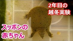 Nan Nan Back Skip Navigation Search Search Sign In 自然派ビオトープ 生態系で自然飼育 自然派ビオトープ 生態系で自然飼育 6 77k Subscribers Subscribe Twitter Home Videos Playlists Community Channels About Search Info Shopping Tap To