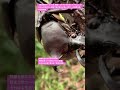 【昆虫衝撃アーカイブ】衝撃！ミヤマクワガタとカブトムシ。みなさんに届けたい、激突寸前の彼らが選んだ驚くべき戦略行動の記録映像