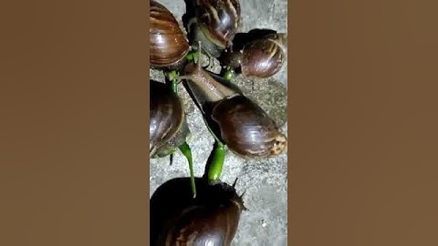 ớt xanh lá móm khoái khẩu của ốc sên #shorts