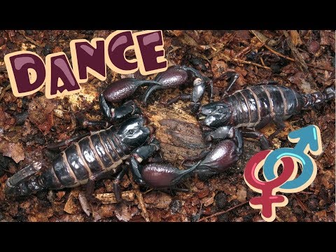 Брачный танец (спаривание) скорпионов Scorpion mating dance  | ЭНТОМОЛОГ from rus