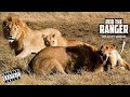 Big Lion Breaks Spine Of Younger Male | Explanation | Maasai Mara/Zebra Plains