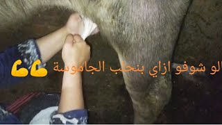 طريقه حلب الجاموس واحلي حليب