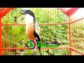 Terbaru Suara Masteran Burung Cendet Mp3 - Mp4 Download