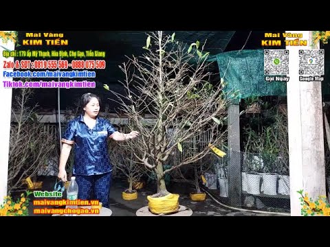 Phôi Mai Thủ Đức Giá Rẻ Bao Ship Bao Sống Toàn Quốc - Mai Vàng Kim Tiền Chợ Gạo