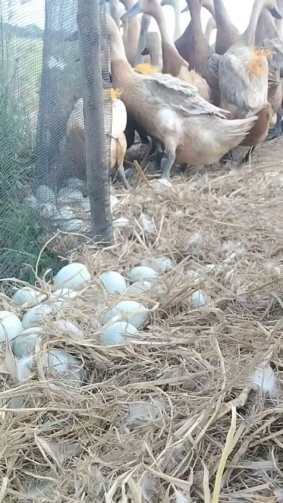 Ternak Bebek Angon Musim Kemarau