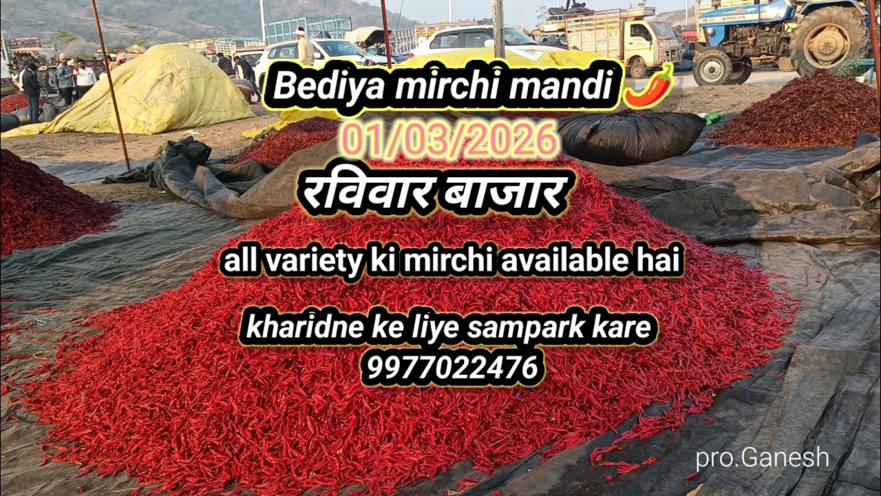 |Sunday market| red chilli 🌶️ cont.9977022476 #redchilli #viral #trending #spicy 