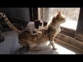 「絶対に笑う」あり得ないことをする犬★おもしろい犬のハプニング, 失敗画像集 #38