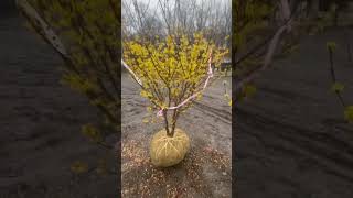 #TreeTipTuesday - Hamamelis x intermedia 'Arnold Promise' Flowerlands Hamamelis Witch Hazel