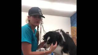 Miniature Australian Shepherd grooming