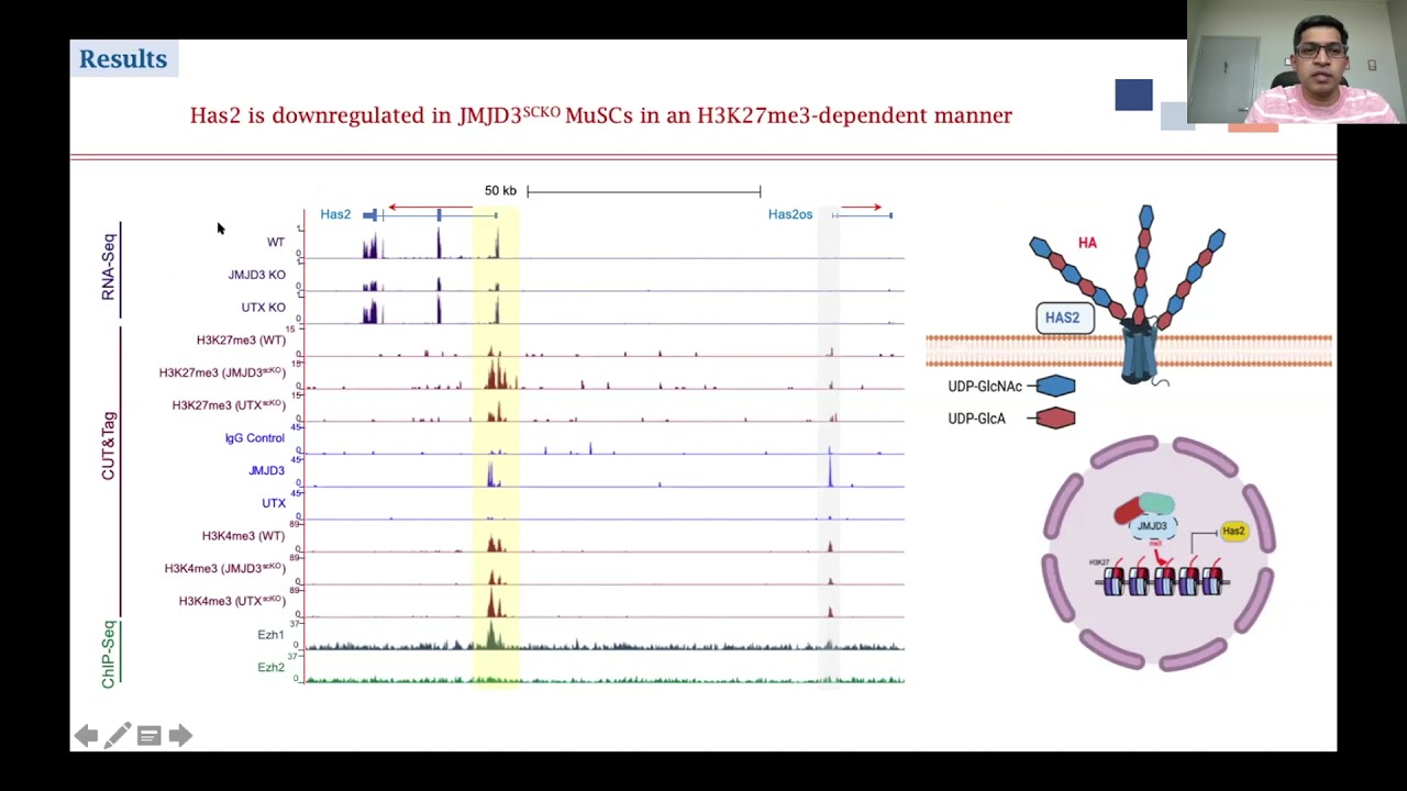 Epigenetic Control of Muscle Repair (09/17/2021)