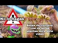 Plantas carnívoras que NO deberías comprar si eres principiante