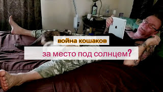Кошачьи войны за место под... Кошачьи войны за место под...