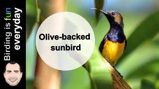 Olive-backed Sunbird - The \