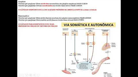 O que é o sistema nervoso autônomo?