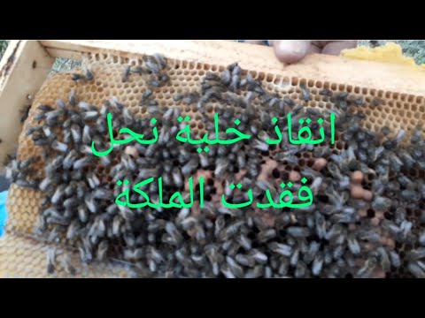 كيف اتعامل مع خلية نحل ميتمة طريقة التعامل مع خلية نحل فقدت الملكة تربية النحل بالمغرب