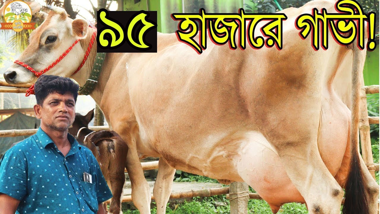 মাত্র ৯৫ হাজারে বাচ্চাসহ ১১ লিটার জার্সি । ৮৪ টি গাভীর মাঝখান থেকে একদম পাইকারি দামে কিনুন