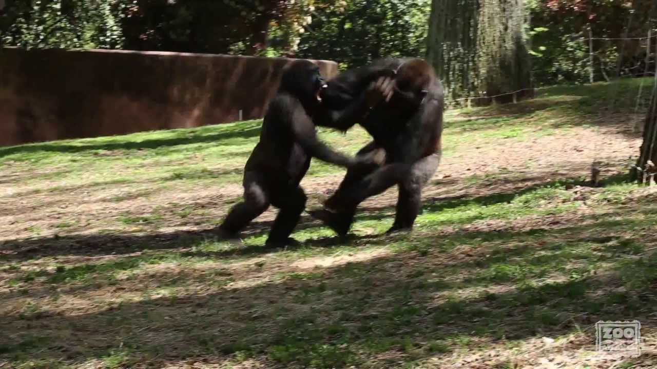 Gorilla Spiel Gorilla Spiel