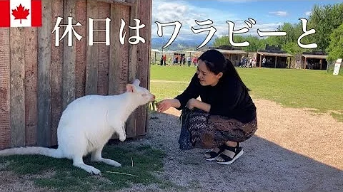 茶の間のわらびー 茶の間のわらびー