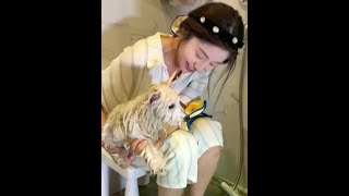 狗子变形记 #日常vlog #西高地 #萌宠出道计划#恶搞#喜剧#搞笑