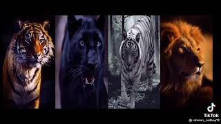 Download Lagu Jedag jedug 4 khodam macan 30 detik MP3