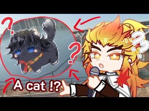 A cat walking