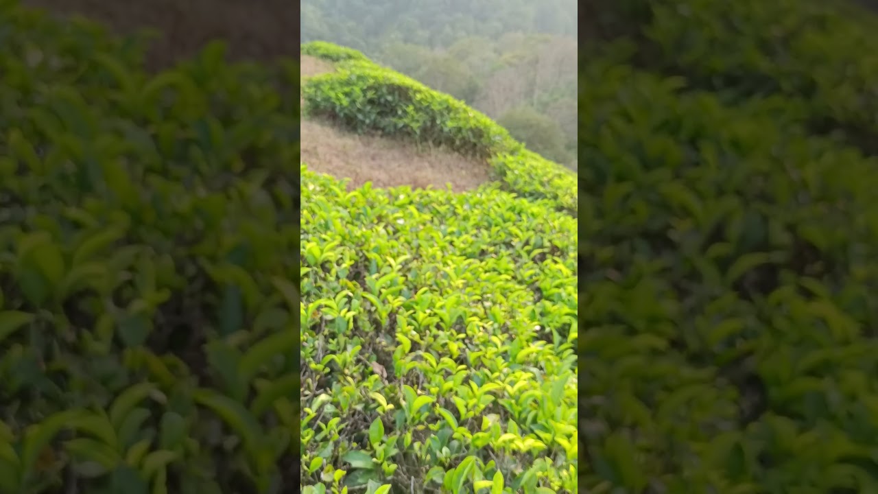 Lush green tea plantations 🌱 | Dusk 🌥️| 🚩
