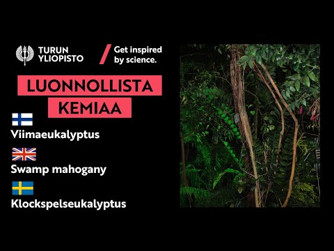 Video: Hur många arter av eukalyptus finns det?