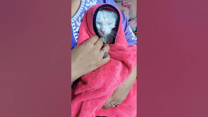Watch the video about How to Bath a Cat | #catlover #cutekitten #cutecat #pets #cat #persiancat #petlovers #viral #shorts