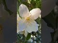 🌼Europäischer Pfeifenstrauch: Schön, giftig und raffiniert #garten #wood #nature #natur #forest