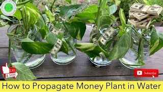 How To Propagate Money Plant in Water | Planting Money Plant in Water | Growing Money Plant